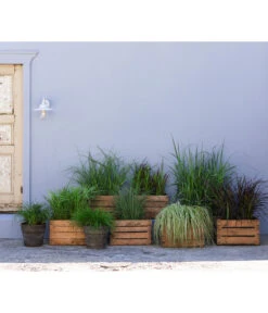 Weißbunte Japan-Segge 'Variegata' 7 Weißbunte Japan-Segge 'Variegata' -Haus Pflanzen Welt 20210617 8011439 8011454 8011447 8026775 8026841 WE MO 001 Graeser BestOf 2022 01