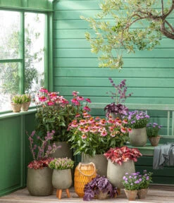 Garten-Scheinsonnenhut 'Cheyenne Spirit' -Haus Pflanzen Welt 20210930 WE MO 001 EchinaceaPurpureaRoter Sonnenhut GC13 2022