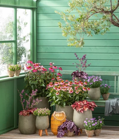 Garten-Scheinsonnenhut 'Cheyenne Spirit' -Haus Pflanzen Welt 20210930 WE MO 001 EchinaceaPurpureaRoter Sonnenhut GC13 2022