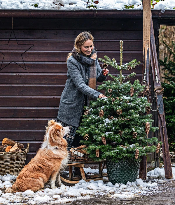 Nordmann-Tanne, Ca. 100-125 Cm, Im Topf Gewachsen 4 Nordmann-Tanne, Ca. 100-125 Cm, Im Topf Gewachsen – Bild 2