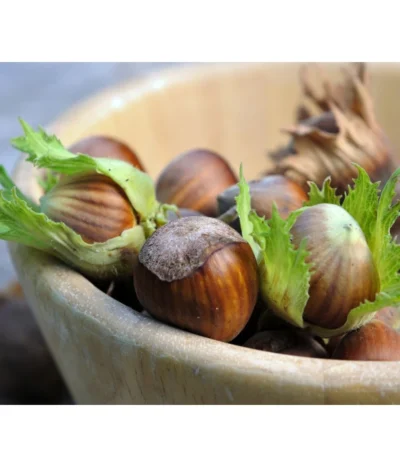 Haselnuss 'Hallesche Riesen' -Haus Pflanzen Welt 20220610 7662943 WE MO 123rf 80250141 l Haselnuess