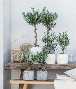 Olive, Busch, In Keramik, Ca. Ø16/H40 Cm -Haus Pflanzen Welt 20221005 WE MO 002 Olivenarrangement GC05 2023