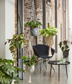 Dehner Makramee-Ampel -Haus Pflanzen Welt 2061968 4409132 WE MO 001 AmpelMakramee