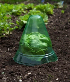 Windhager Pflanzenhut, Ø24 Cm, 10 Stk. -Haus Pflanzen Welt 2062289 WE MO 002 WindhagerPflanzenhut