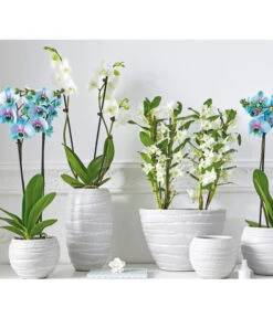 Traubenorchidee 8 Traubenorchidee -Haus Pflanzen Welt 2167989 8250813 PR MO 001 ExklusivOrchideenthemaSara