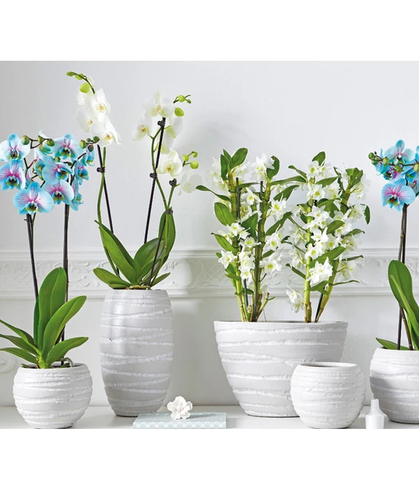 Traubenorchidee 5 Traubenorchidee – Bild 3