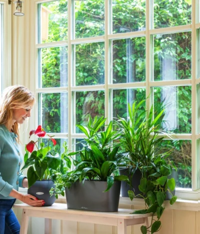 LECHUZA® Kasten DELTA, All-in-One-Set 8 LECHUZA® Kasten DELTA, All-in-One-Set -Haus Pflanzen Welt 2418598 WE MO 001 DeltaAnthrazitPruoColor 2427508 5496443