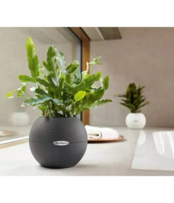 LECHUZA® PURO Color, All-in-One-Set, Rund, Ca. Ø20 Cm 15 LECHUZA® PURO Color, All-in-One-Set, Rund, Ca. Ø20 Cm -Haus Pflanzen Welt 2418622 WE MO 003 LechuzaPuroColor20weiss