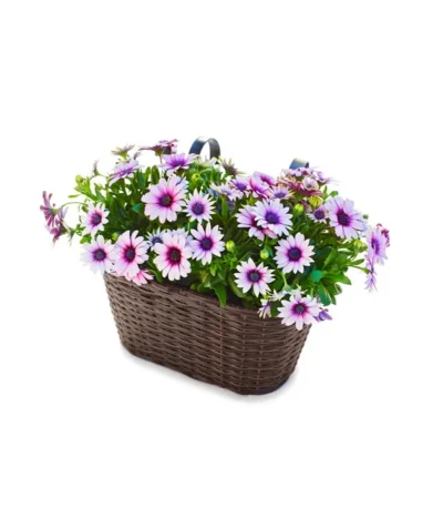 Dehner Polyrattan-Hängekasten, Braun, 30 X 16 X 26 Cm -Haus Pflanzen Welt 2467728 WE FS 002 PolyrattanHaengetopf30cm