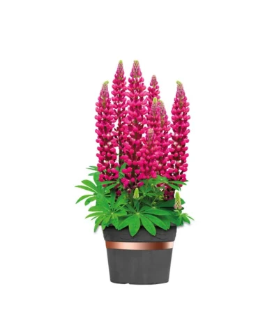 Dehner Bio Schneckenband Kupfer, 5 M 8 Dehner Bio Schneckenband Kupfer, 5 M -Haus Pflanzen Welt 2536555 WE FS 002 DehnerSchneckenbandKupfer