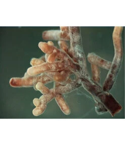 Mykorrhiza Soluble, 30 G -Haus Pflanzen Welt 2537132 2360626 WE FS 001 MykorrhizaaufWurzel