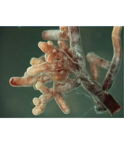 Mykorrhiza Soluble, 30 G -Haus Pflanzen Welt 2537132 2360626 WE FS 001 MykorrhizaaufWurzel