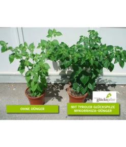 Mykorrhiza Soluble, 30 G -Haus Pflanzen Welt 2537132 2360626 WE FS 001 Mykorrhizachillibeschriftet