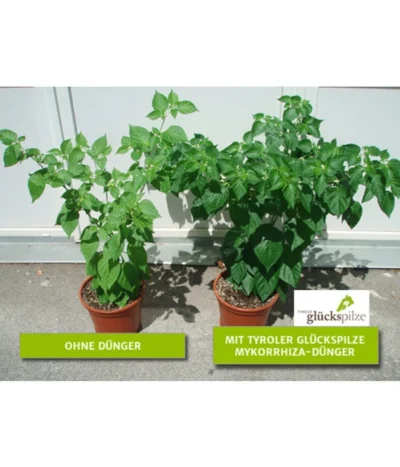 Mykorrhiza Soluble, 30 G -Haus Pflanzen Welt 2537132 2360626 WE FS 001 Mykorrhizachillibeschriftet