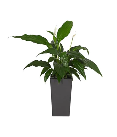 Dehner Kunststoff-Topf Elise, Konisch, Glänzend, Inkl. Bewässerungssystem -Haus Pflanzen Welt 2539518 PR MO 001 KunststoffTopfEliseAnthrazitBepflanztDehnerExpressHerzig