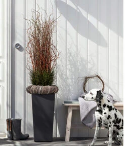 Dehner Kunststoff-Topf Elise, Konisch, Glänzend, Inkl. Bewässerungssystem -Haus Pflanzen Welt 2539518 WE MO 003 KunststofftopfEliseAnthrazit