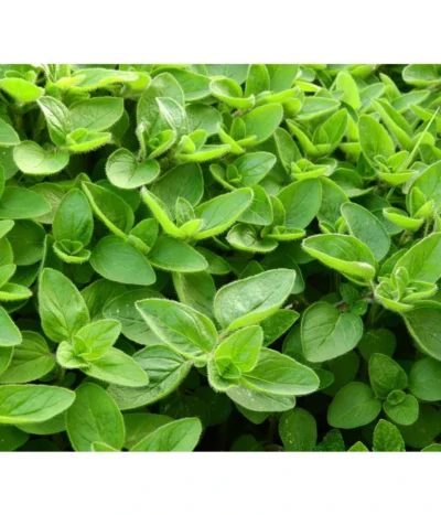 Dehner Gourmet Garten Majoran, Einjährig 7 Dehner Gourmet Garten Majoran, Einjährig -Haus Pflanzen Welt 2782134 WE DE 001 GourmetGartenMajoranEchterMiranT12Pixabay