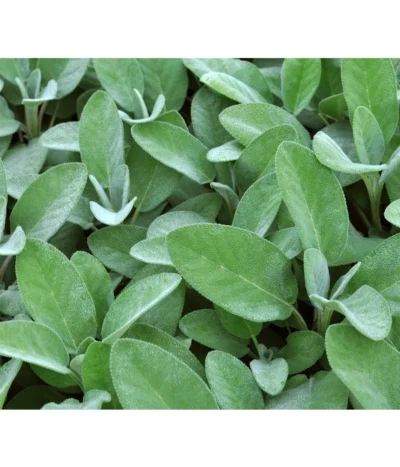 Dehner Gourmet Garten Salbei -Haus Pflanzen Welt 2782373 BildD 001 GourmetGartenSilbersalbeiCulinariaGgSalbeiCulinaria