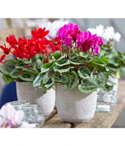 Dehner Beton-Übertopf Jimmy, Rund, Hellgrau -Haus Pflanzen Welt 2791507 PR MO 001 TopfJimmyGrauUveSauer