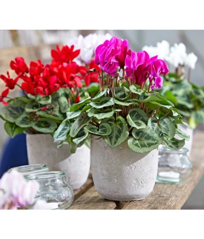 Dehner Beton-Übertopf Jimmy, Rund, Hellgrau -Haus Pflanzen Welt 2791507 PR MO 001 TopfJimmyGrauUveSauer