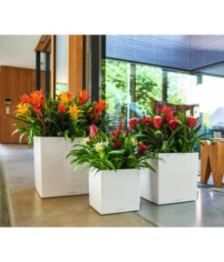 LECHUZA® CUBE, All-in-One Set -Haus Pflanzen Welt 2844066 WE MO 010 CubePremiumWeiss 3179850 3179538