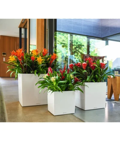 LECHUZA® CUBE, All-in-One Set 13 LECHUZA® CUBE, All-in-One Set -Haus Pflanzen Welt 2844066 WE MO 010 CubePremiumWeiss 3179850 3179538