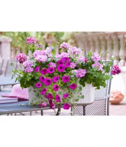 Dehner Kunststoff-Flechtkasten Dallas, Rechteckig -Haus Pflanzen Welt 2889723 2889822 WE MO 008 DehnerKunststoffFlechtkastenweissBlumentopfBlumenkasten