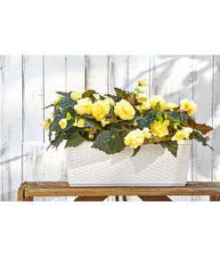 Dehner Kunststoff-Flechtkasten Dallas, Rechteckig -Haus Pflanzen Welt 2889723 WE MO 001 DehnerKunststoffFlechtkastenWeissBlumenkasten