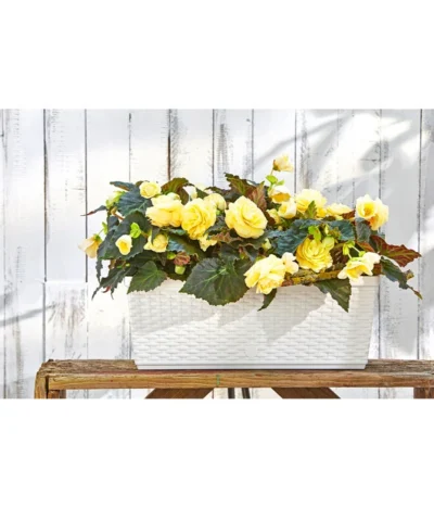 Dehner Kunststoff-Flechtkasten Dallas, Rechteckig -Haus Pflanzen Welt 2889723 WE MO 001 DehnerKunststoffFlechtkastenWeissBlumenkasten