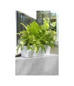 Dehner Kunststoff-Flechtkasten Dallas, Rechteckig -Haus Pflanzen Welt 2889723 WE MO 002 DehnerKunststoffFlechtkastenWeissBlumenkasten