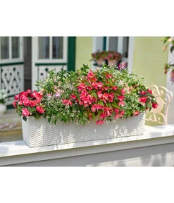 Dehner Kunststoff-Flechtkasten Dallas, Rechteckig -Haus Pflanzen Welt 2889822 2889723 WE MO 003 DehnerKunststoffFlechtkastenweiss