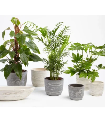 Dehner Keramik-Jardiniere Wood, Oval, Ca. B48/H12/T14 Cm 8 Dehner Keramik-Jardiniere Wood, Oval, Ca. B48/H12/T14 Cm -Haus Pflanzen Welt 2890713 WE MO 001 TopfWoodGrauCremeFotoshootingUveSauerFebruar2016