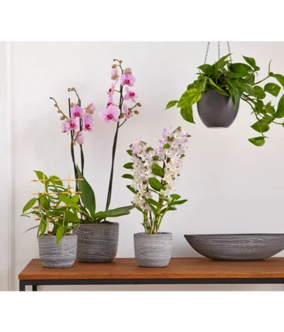 Dehner Keramik-Jardiniere Wood, Oval, Ca. B48/H12/T14 Cm 9 Dehner Keramik-Jardiniere Wood, Oval, Ca. B48/H12/T14 Cm -Haus Pflanzen Welt 2890903 PR MO 012 TopfJardiniereWoodGrauUveSauer