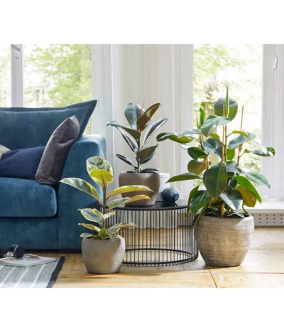 Dehner Keramik-Übertopf Kenia, Konisch, Braun 9 Dehner Keramik-Übertopf Kenia, Konisch, Braun -Haus Pflanzen Welt 2906469 WE MO 001 TopfKeniaBraun