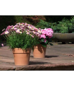 Spang Terrakotta-Pflanzgefäß Calima -Haus Pflanzen Welt 2919595 2919652 2919694 2919736 2919835 2919843 WE MO 001 TerrakottaTopfCalima