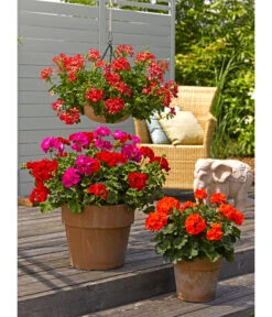 Spang Terrakotta-Pflanzgefäß Calima -Haus Pflanzen Welt 2919595 2919652 2919694 2919736 2919835 2919843 WE MO 004 TerrakottaTopfCalima