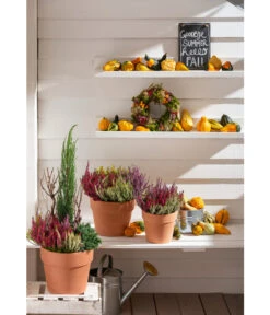 Spang Terrakotta-Pflanzgefäß Calima -Haus Pflanzen Welt 2919595 2919843 2919736 2919694 2919835 2919652 WE MO 012 TerrakottaPflanzgefaessCalima