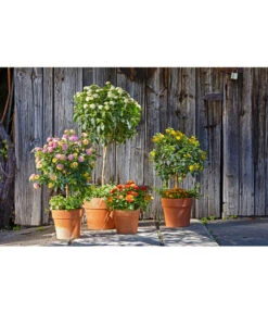 Spang Terrakotta-Pflanzgefäß Calima -Haus Pflanzen Welt 2919652 2919694 2919595 2919843 2919736 2919835 WE MO 008 CalimaTerra