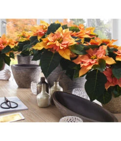 Dehner Keramik-Übertopf Kenia, Konisch, Braun -Haus Pflanzen Welt 2938934 WE MO 001 UebertopfKeniaBraun