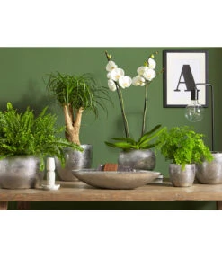 Dehner Keramik-Jardiniere Rosella, Oval, Silber, Ca. B50/H11/T17 Cm -Haus Pflanzen Welt 3136926 PR MO 003 KeramikSerieRosellaChromUveSauer 1