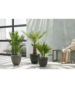 Dehner Polystone-Topf Brisbane In Riffeloptik, Rund -Haus Pflanzen Welt 3158847 3158870 3158888 WE MO 003 PolystoneTopfinRiffeloptikrundsand