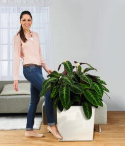 LECHUZA® Rolluntersetzer Für CLASSICO/QUADRO -Haus Pflanzen Welt 3179538 WE MO 005 CubePremiumWeissRolluntersetzer 3468089