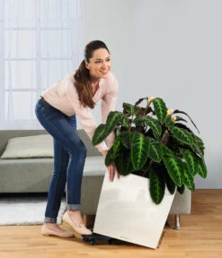 LECHUZA® Rolluntersetzer Für CLASSICO/QUADRO -Haus Pflanzen Welt 3179538 WE MO 007 CubePreimiumWeissRolluntersetzer 3468089