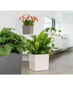 LECHUZA® CUBE, All-in-One Set -Haus Pflanzen Welt 3179850 PR MO 001 CubePremium30WeissLechuza