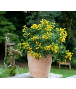 Terrakotta-Pflanztopf Bardolino, Konisch, Antik-terrakotta 6 Terrakotta-Pflanztopf Bardolino, Konisch, Antik-terrakotta -Haus Pflanzen Welt 3312337 WE MO 001 TerrakottaTopfkonischrundterrakottaweissantik