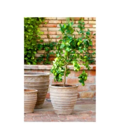 Terrakotta-Topf Perugia, Rund, Antik-terrakotta -Haus Pflanzen Welt 3315926 3315892 3315819 WE MO 001 TerrakottaPflanztopfantikrundBlumentopf