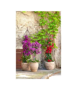 Terrakotta-Topf Perugia, Rund, Antik-terrakotta -Haus Pflanzen Welt 3315926 3315892 3315819 WE MO 002 TerrakottaPflanztopfantikrund