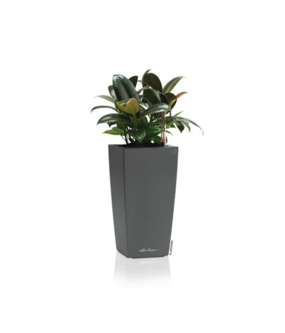 LECHUZA® MAXI/MINI-CUBI, All-in-One-Set -Haus Pflanzen Welt 3468618 WE FS 002 MaxiCubiAnthrazitLechuza