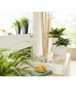 LECHUZA® MAXI/MINI-CUBI, All-in-One-Set -Haus Pflanzen Welt 3532264 3683836 2424984 3468618 WE MO 007 CubicoPremiumWeissMinIMaxiCubiAnthrazitNeu