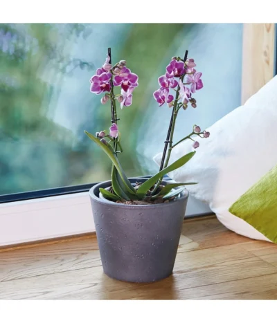 Seramis Spezial-Substrat Für Orchideen -Haus Pflanzen Welt 3576865 WE MO 004 SeramisGranulatOrchideen 3716313